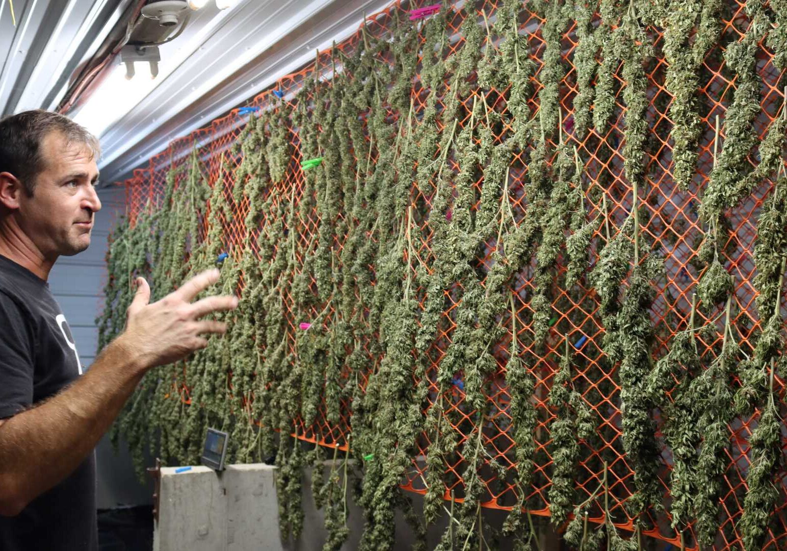 Early in harvest season, Luke Poindexter walked the fields to cherry pick the prettiest hemp buds to sell as smokable CBD flower.