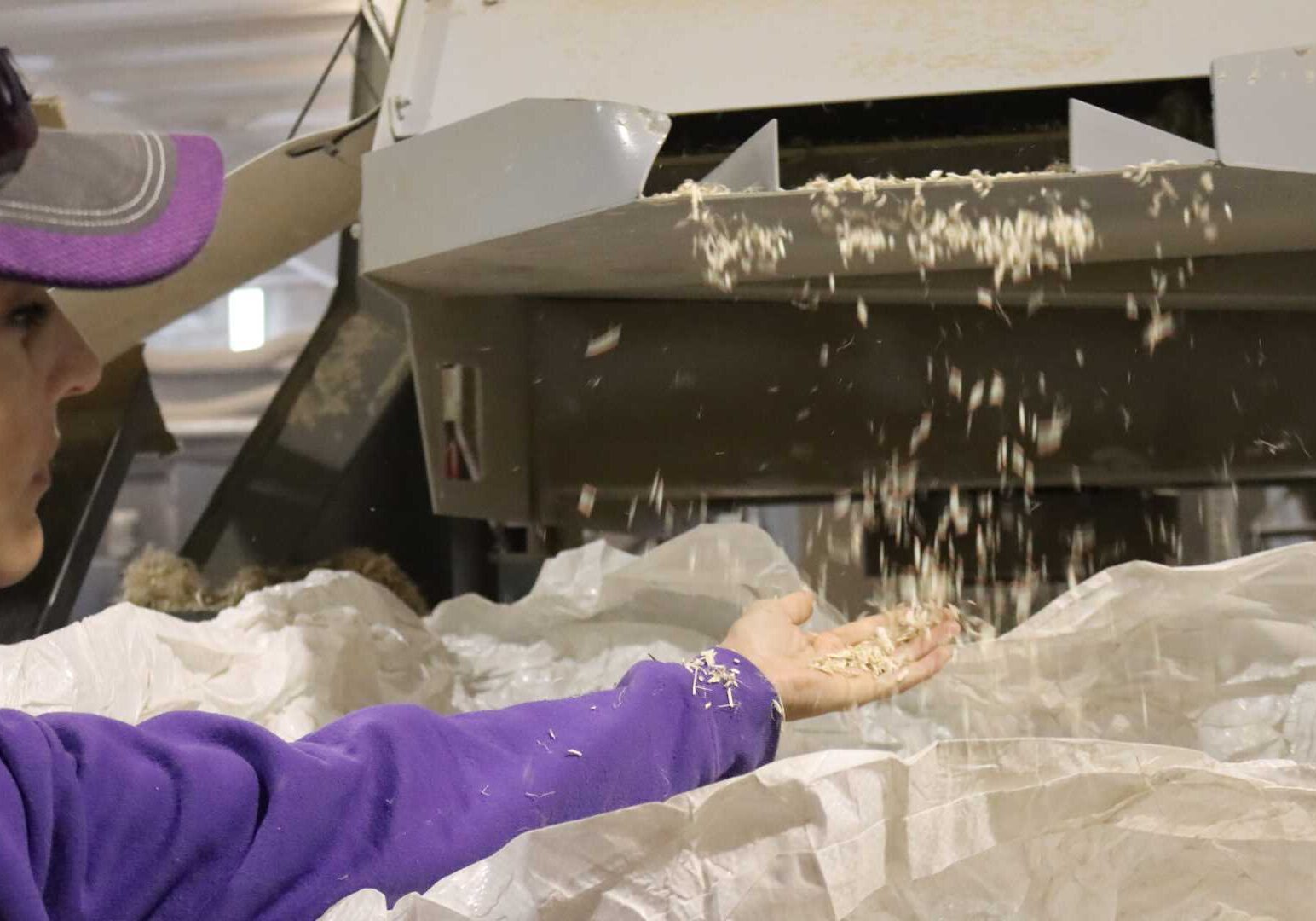 Melissa Nelson-Baldwin catches hemp hurds as they fall out of the decorticator at South Bend Industrial Hemp.