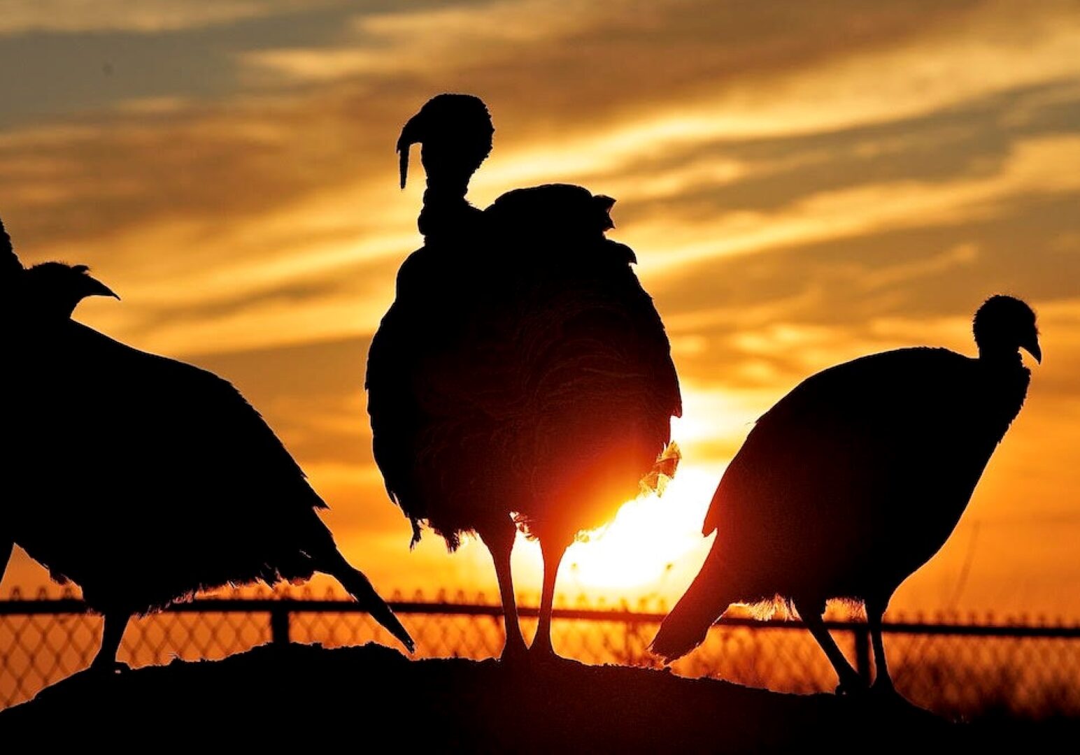 The Good Shepherd Conservancy is a nonprofit organization devoted to preserving Standardbred poultry and historical purebred lines such as those shown here for agricultural use.