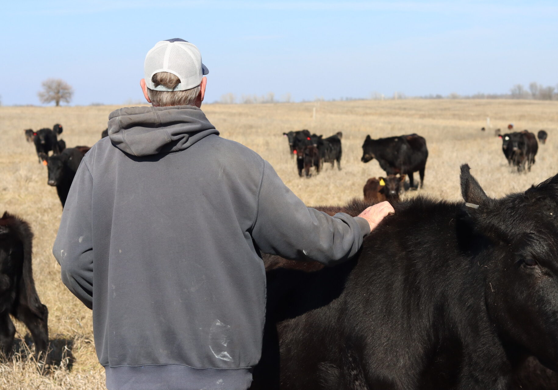 A man in a gray hoodie and a hat stands in front of a herd of grass-fed cattle. He pets the back of a cow to his right.