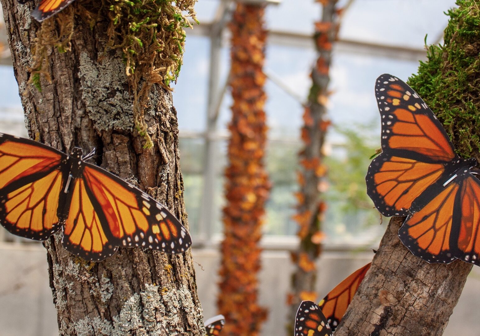 Monarch butterflies rest on branches.
