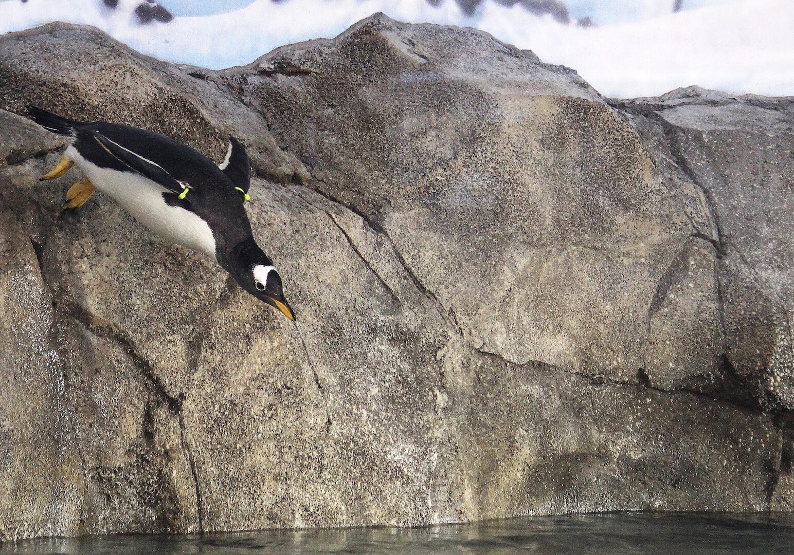 a penguin dives into its habitat.