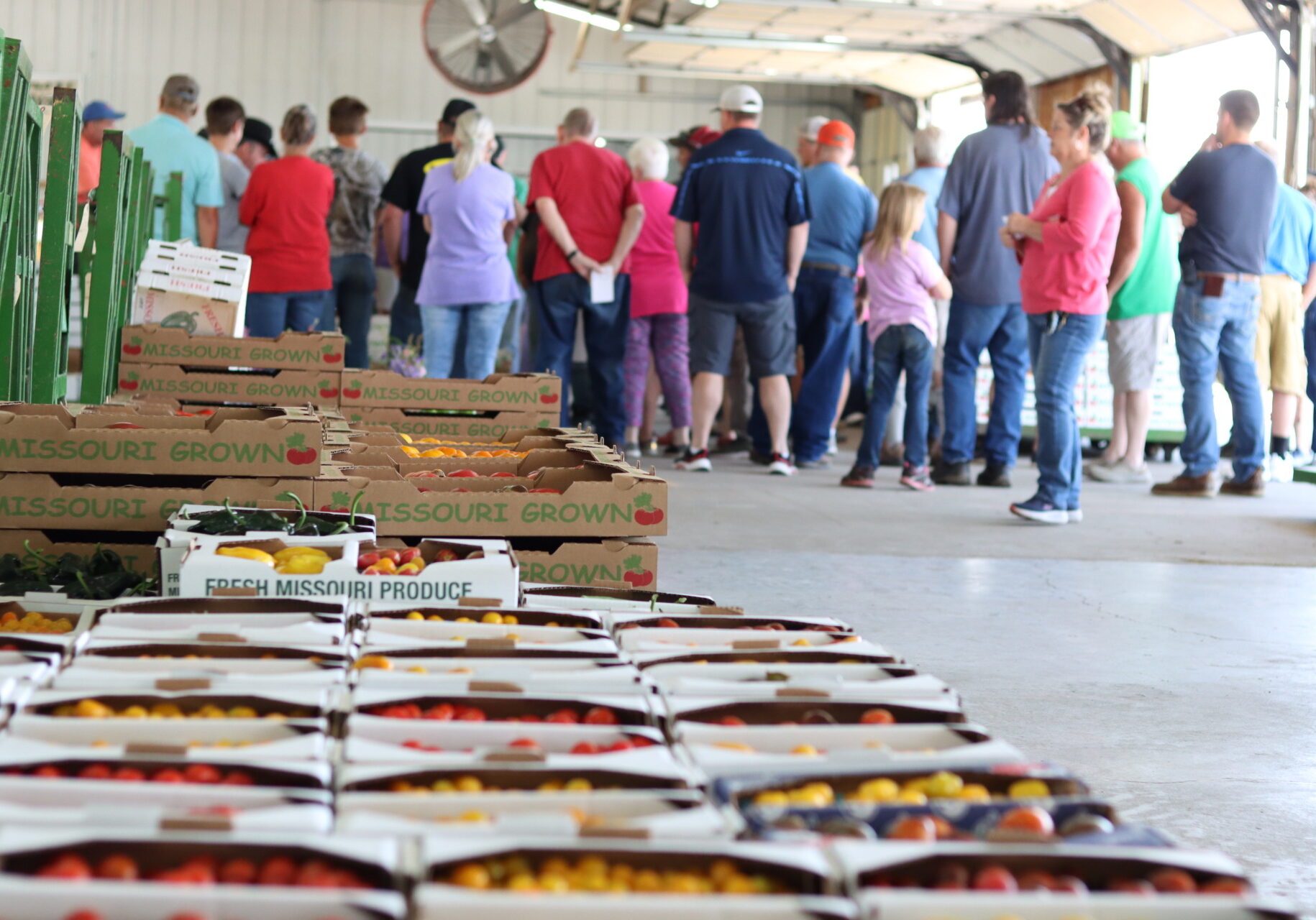 A crowd of people gather in the background of an image, taken down a row of boxes, low to the ground. The boxes are full of yellow and red tomatoes and read "Missouri Grown" and "Fresh Missouri Produce"