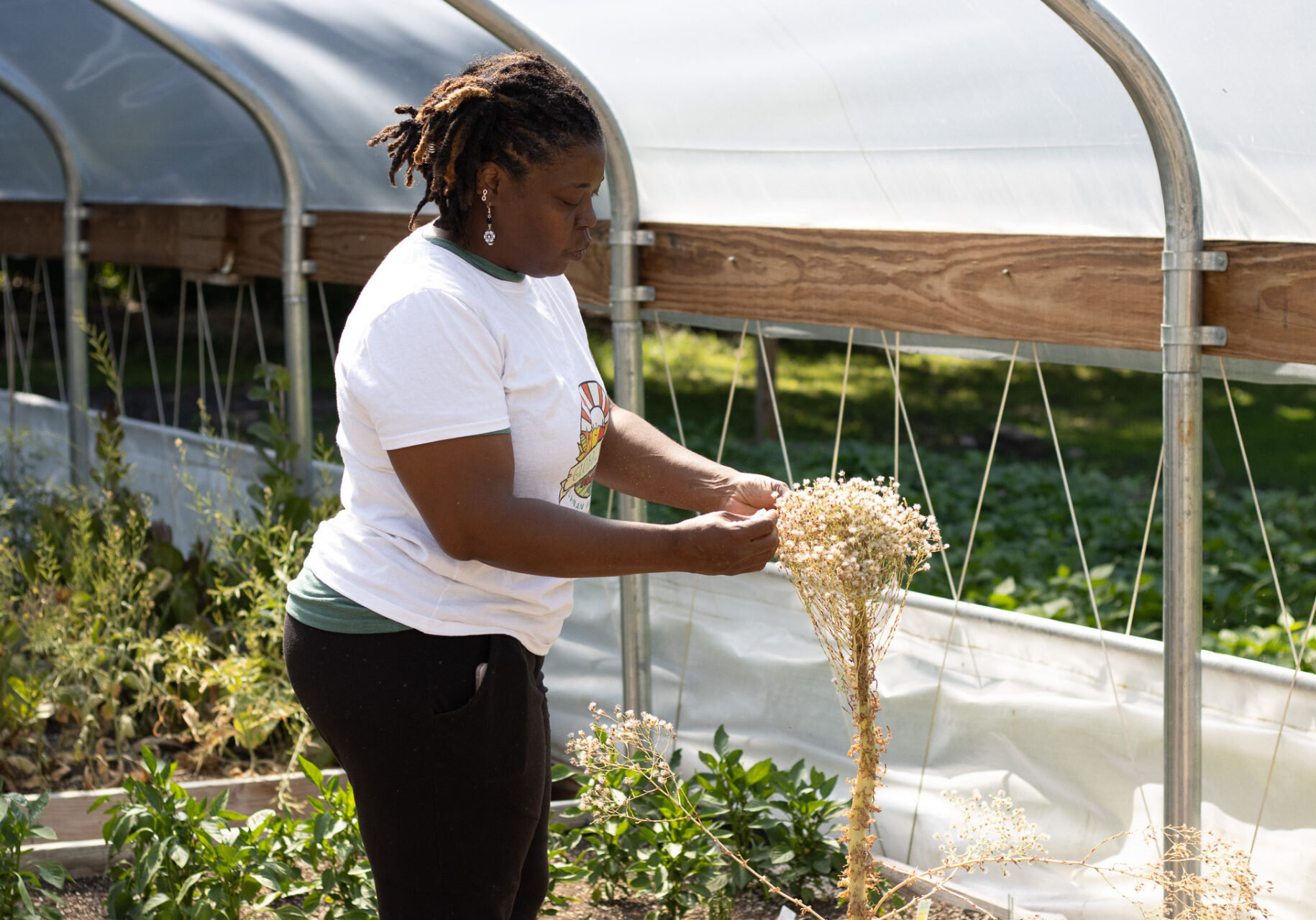 A woman looks at a bundle of drying flowers on a lettuce stalk in a hoop house.