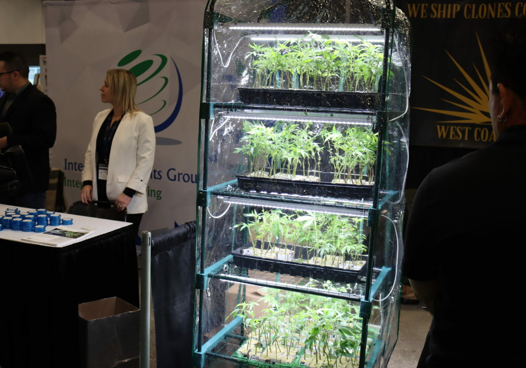 Four rows of cannabis seedlings sit on shelves under a plastic tarp with a grow light.