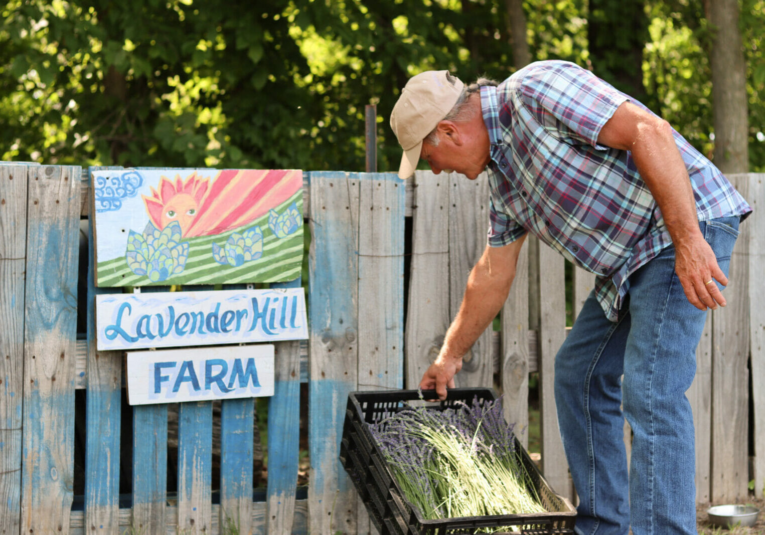 an older man in a cap, jeans and a plaid shirt props a basket of lavender up against a fence. on the fence, a sign reads "Lavender Hill Farm"