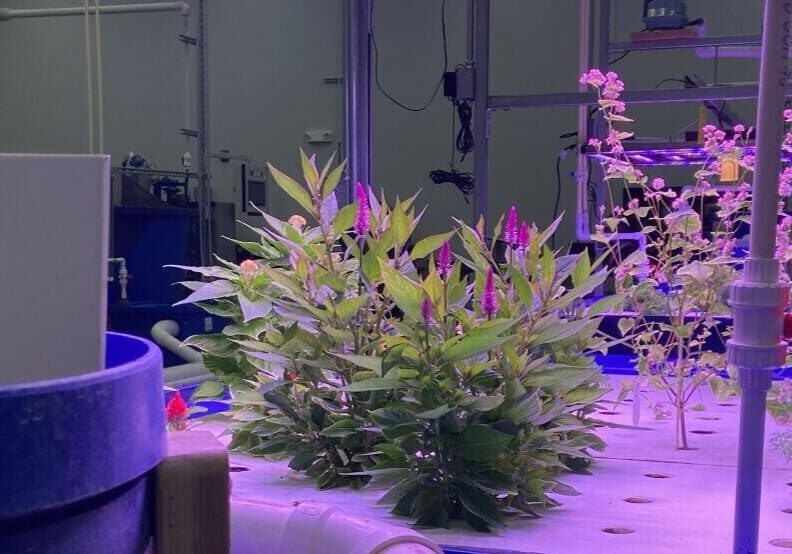 Indoor Farming - Lede