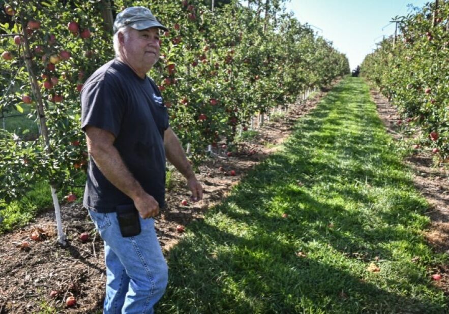 Frank Gieringer walks between rows of apple trees where his customers can pick their own fruit. Gieringer lives near the border of where NextEra Energy Resources wants to build a 2,000-acre solar farm.