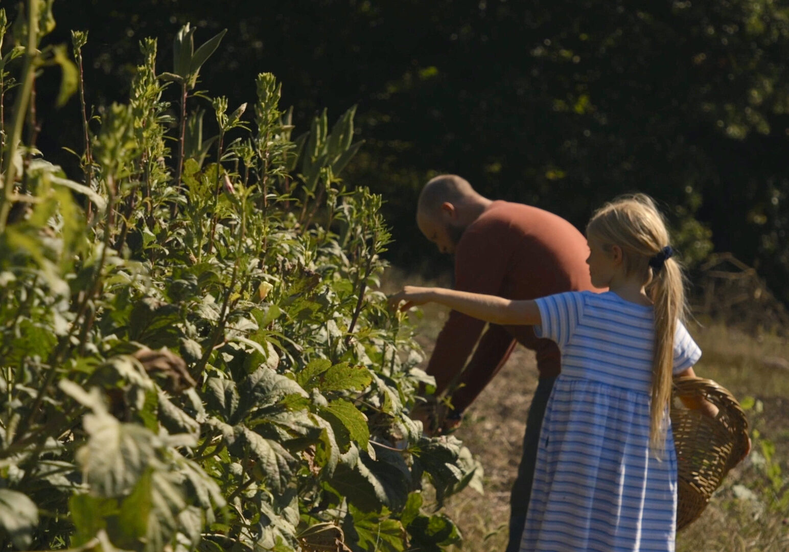 Man cuts okra from the plant while daughter stands behind him holding a basket.