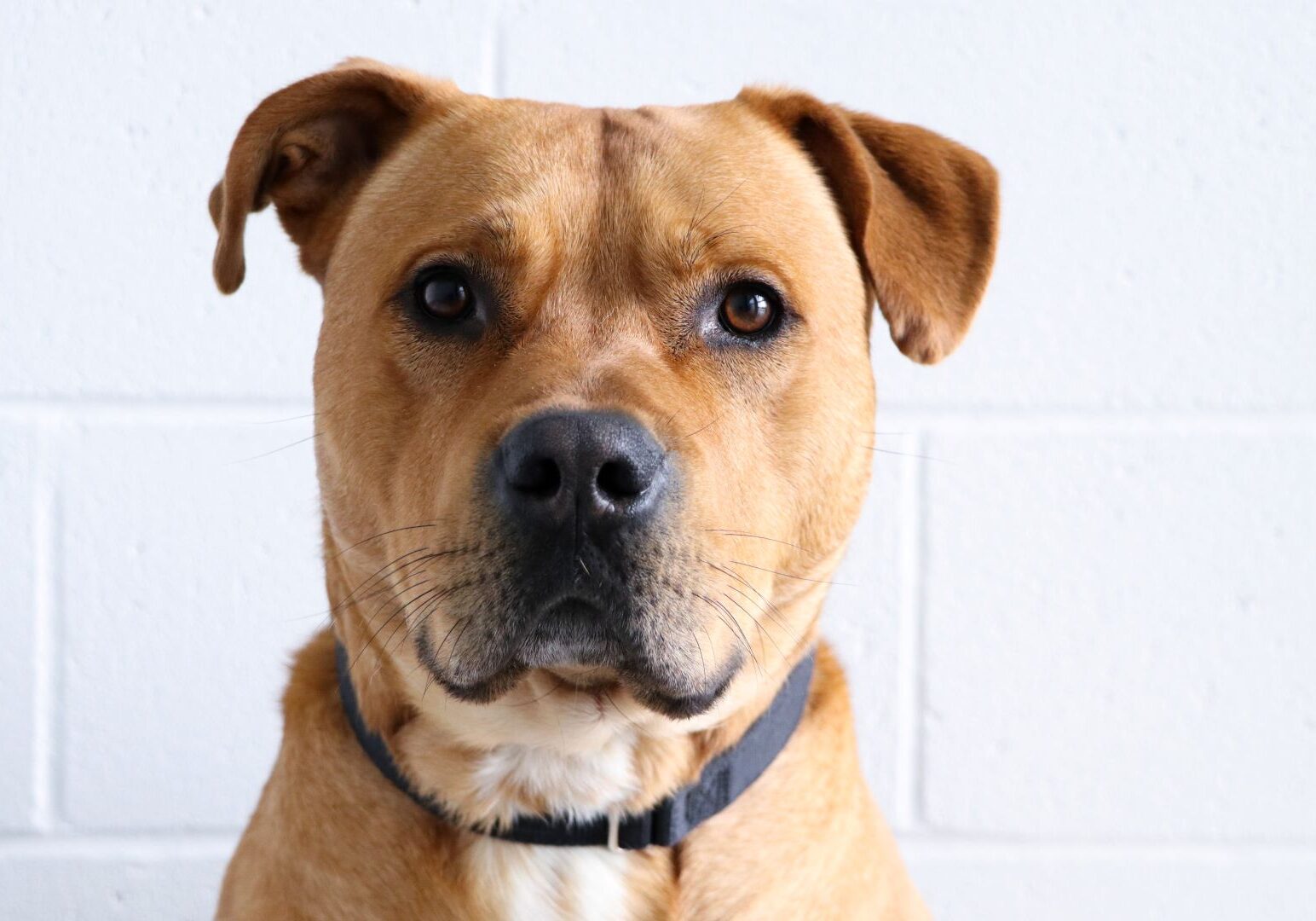 A dog available for adoption from KC Pet Project.