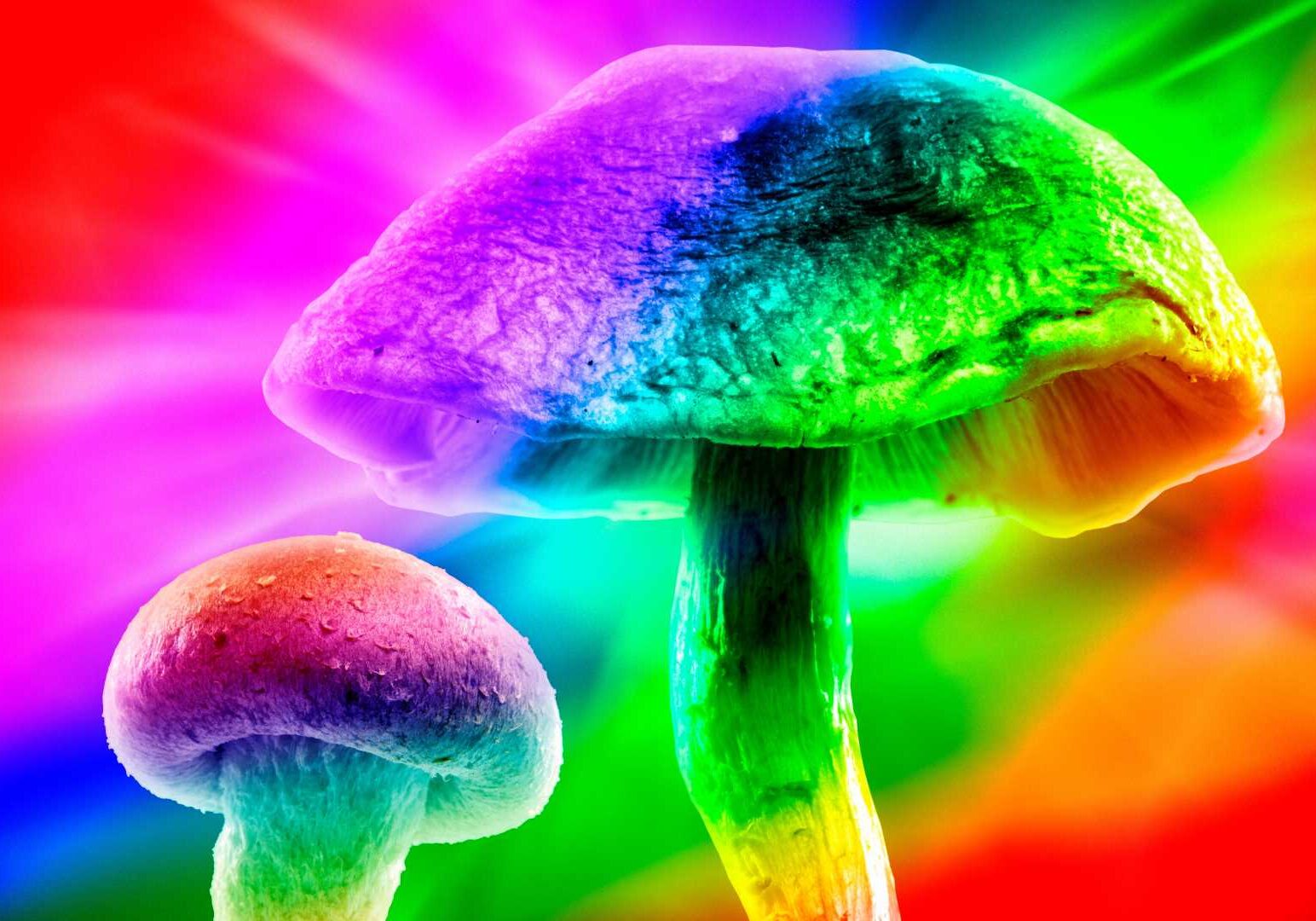 A computer-enhanced composite image of magic mushrooms.