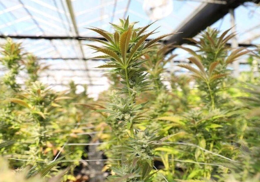 Marijuana in a growing facility.