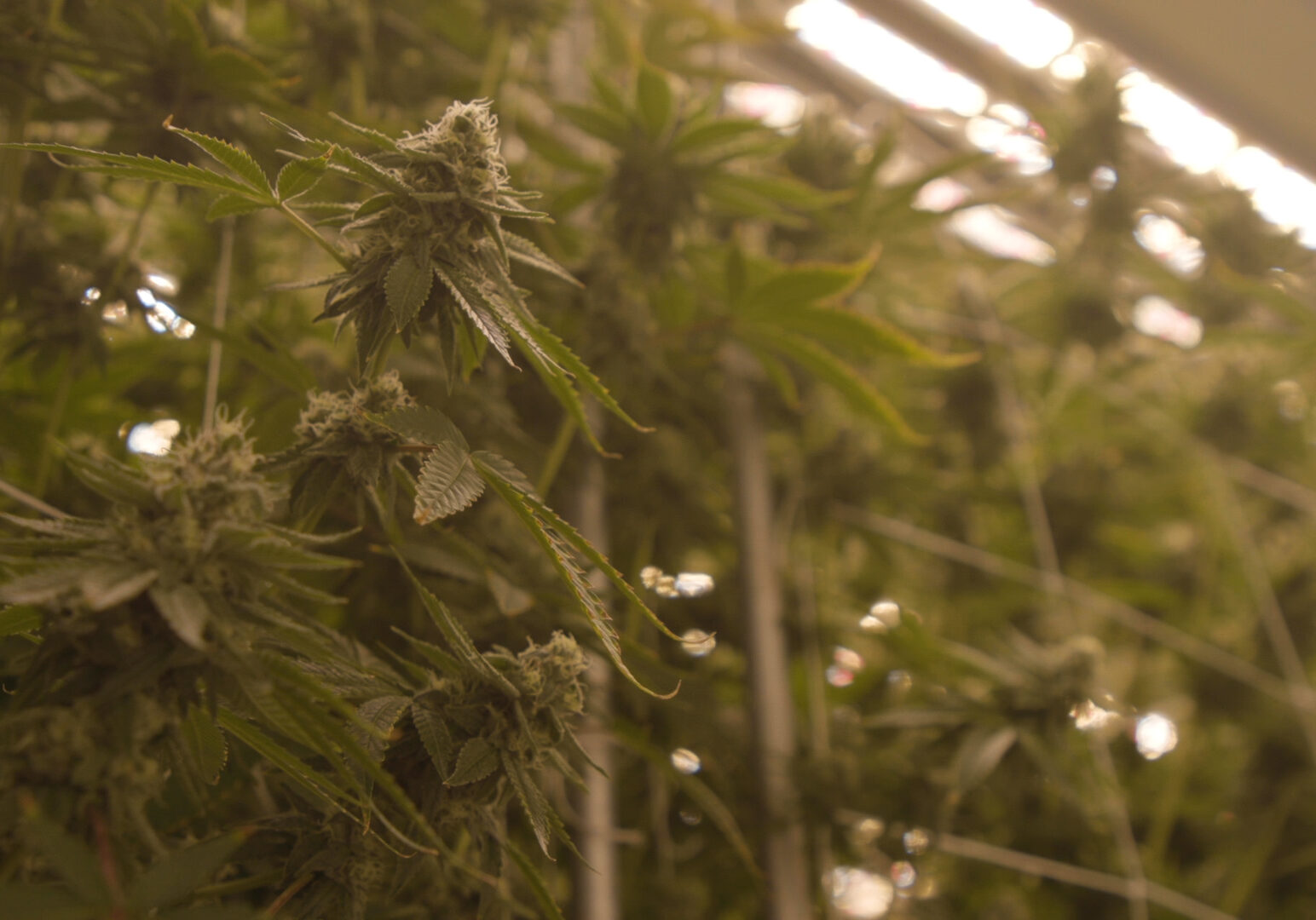 Medical marijuana has been legal in Missouri since a constitutional amendment passed in 2018. (Cody Boston | Flatland)