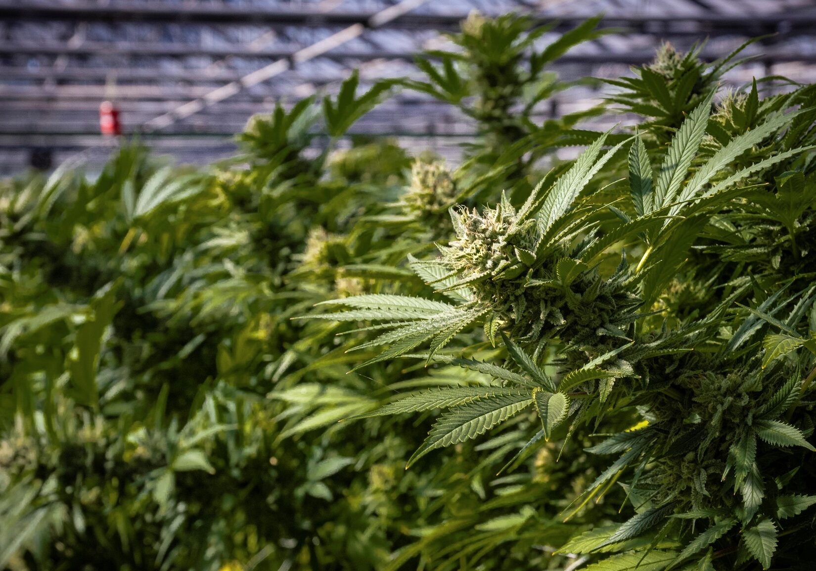 Cannabis growing facilities