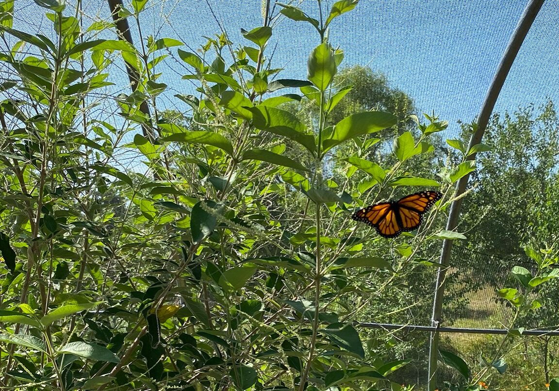 A monarch butterfly sits on a plant outdoors for the first time at Powell Gardens. It just left its cocoon within the past day.