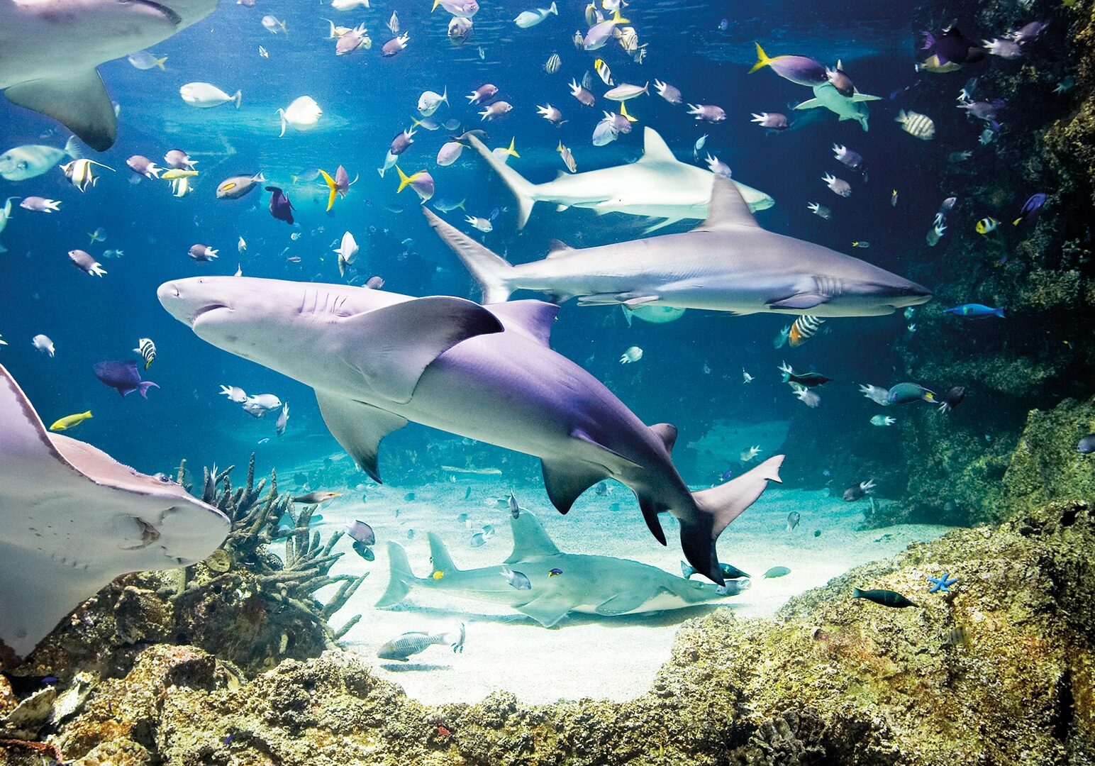 Three sharks swim in the Sea Life KC aquarium.