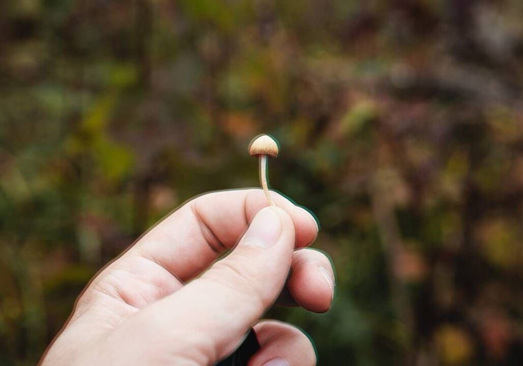 A mushroom.