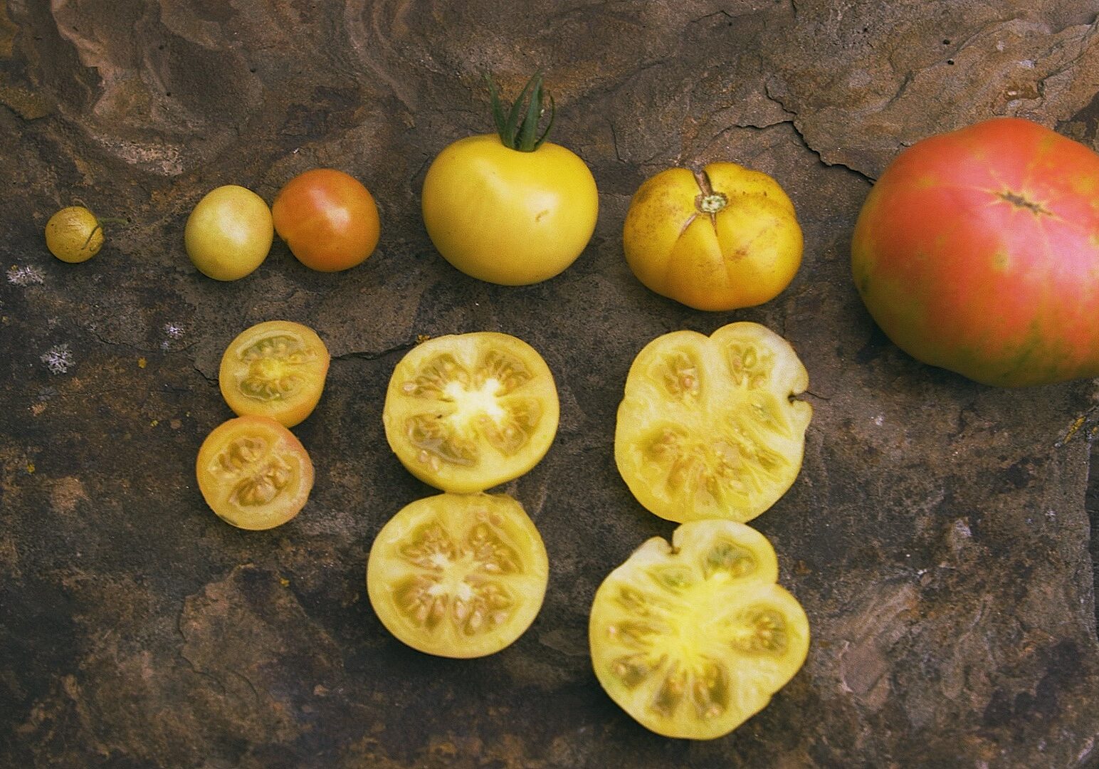 Native - Thumbnail_without_logo (2)