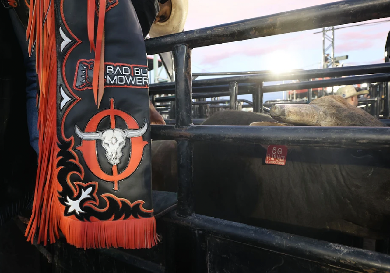 A rider prepares to mount a bull.