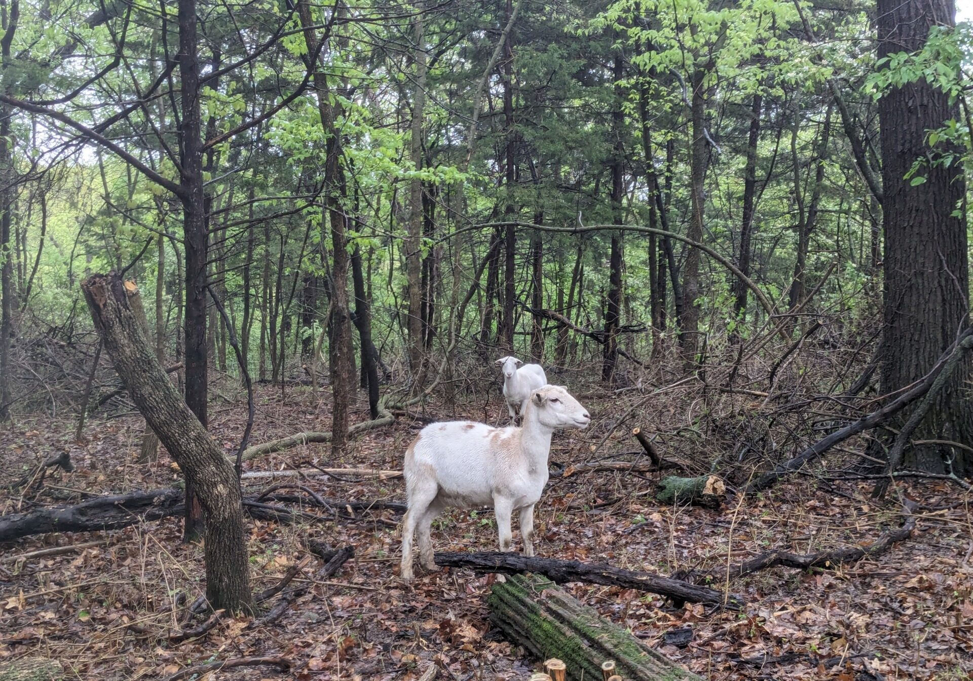 A photo of a sheep in the woods. The sheep is in the center of the photo, looking to the right. It is white with brown spots. There is a white sheep a few feet behind it. The foreground is bare and covered in dead leaves. The background is green and leafy.