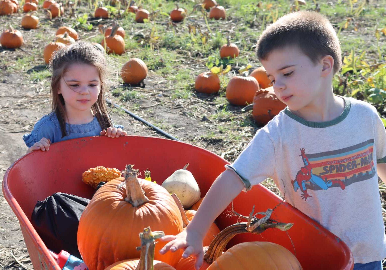 Sophie Blank (left) and brother Calvin pick pumpkins at Johnson Farm every year.