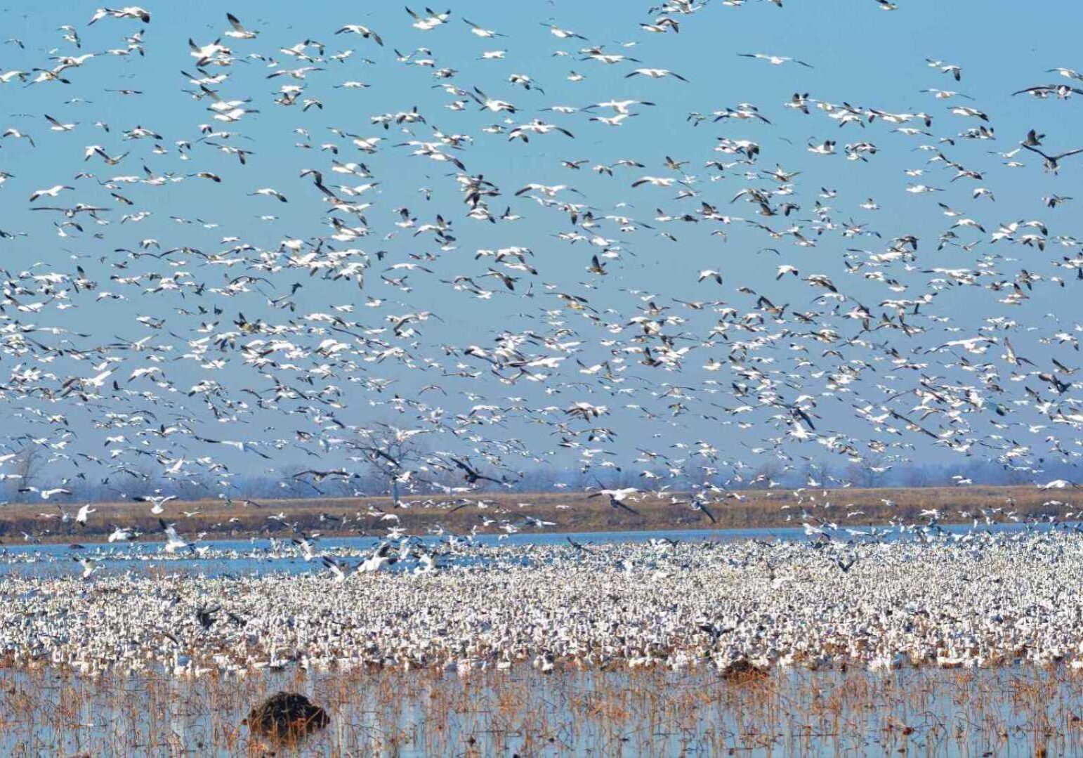 Waterfowl take flight at Loess Bluffs National Wildlife Refuge