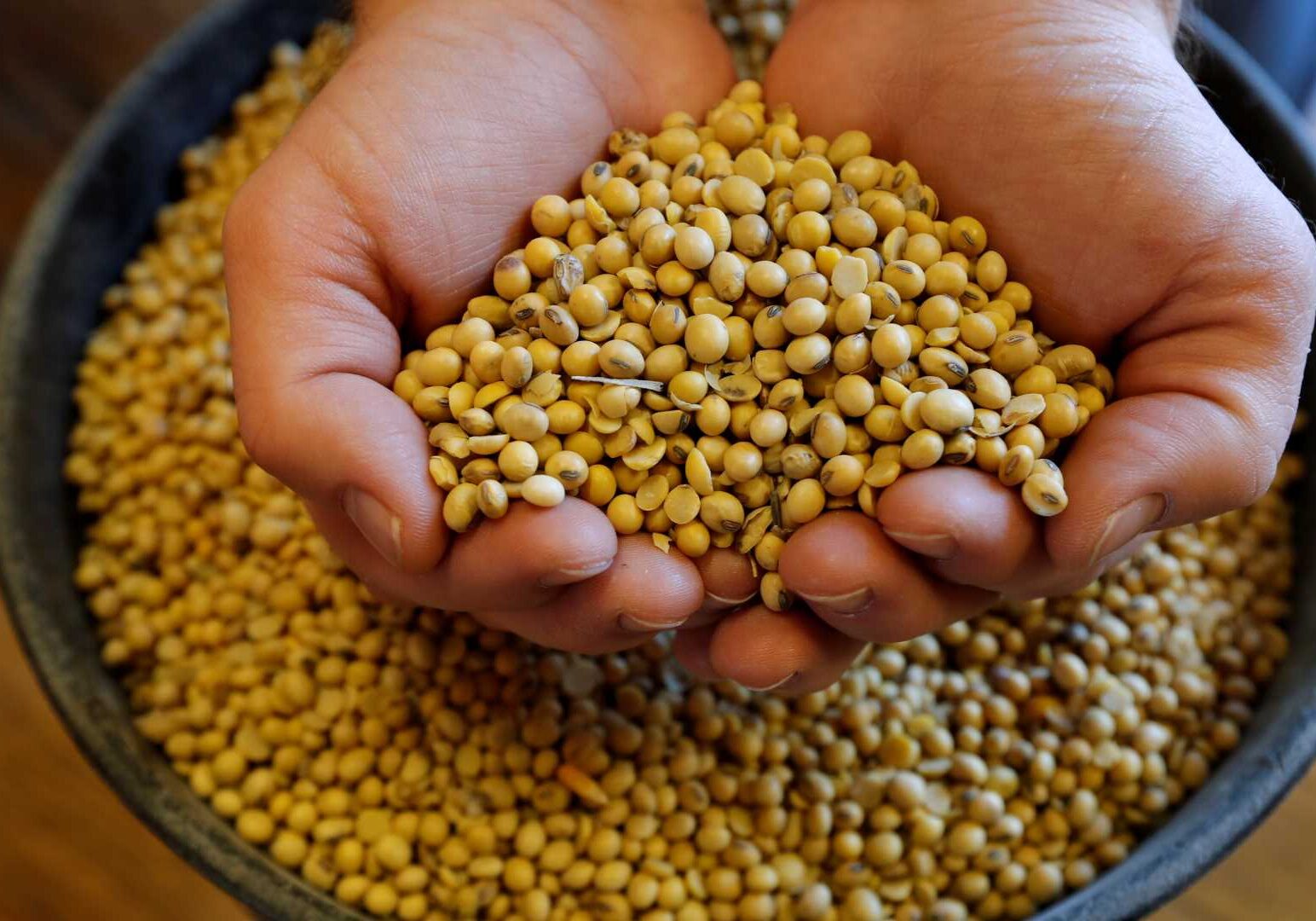 A man holds a handful of soybeans.