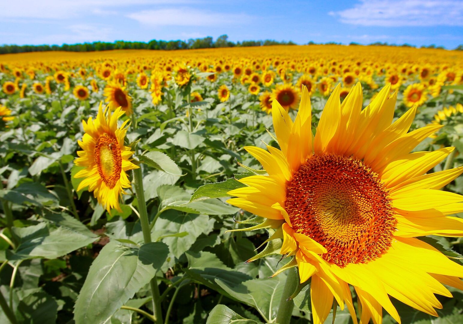 A field of sunflowers belonging to Grinter Farms soaks up the sun Northeast of Lawrence, Kansas, on Sept. 3, 2014.