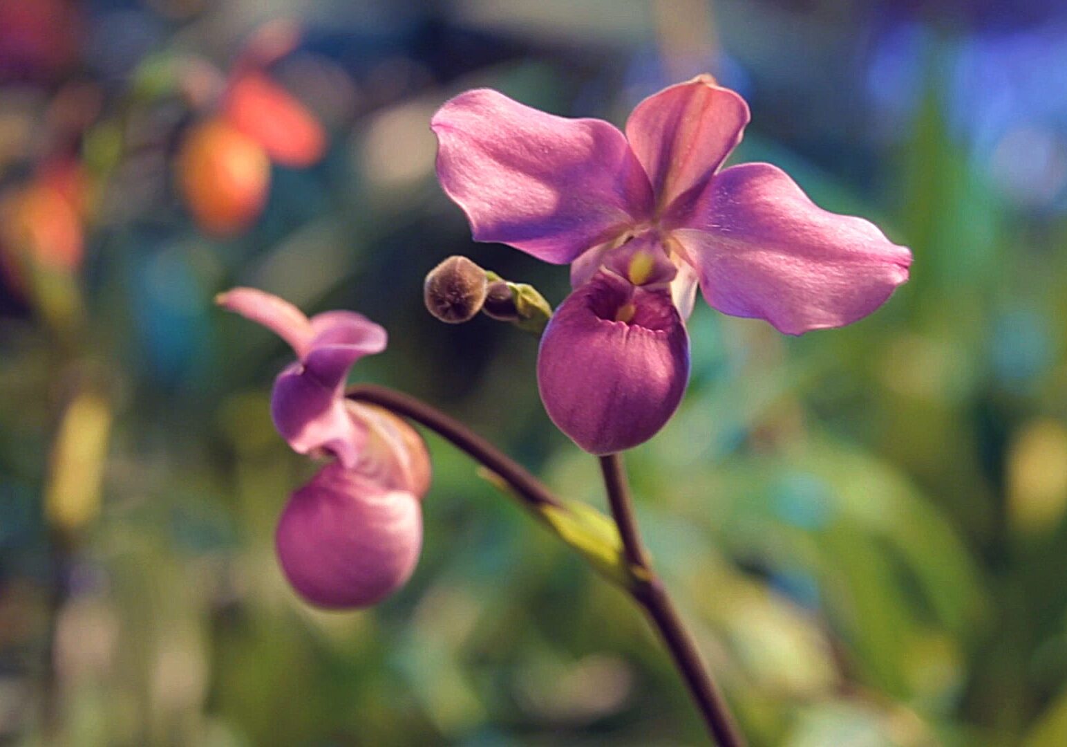 A rare purple orchid