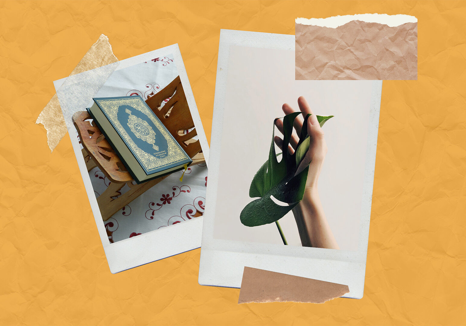 Polaroids of a Quran and a plant