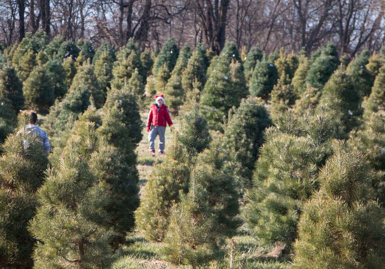 A boy in a Santa hat leads his family through the trees at Pumpkins and Pines.