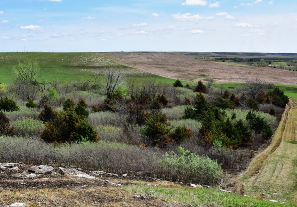 Eastern red cedars are taking over grasslands in the Dakotas, Nebraska, Kansas and Oklahoma. In most temperate grasslands around the world, gaining a tree canopy won't help cool the planet.