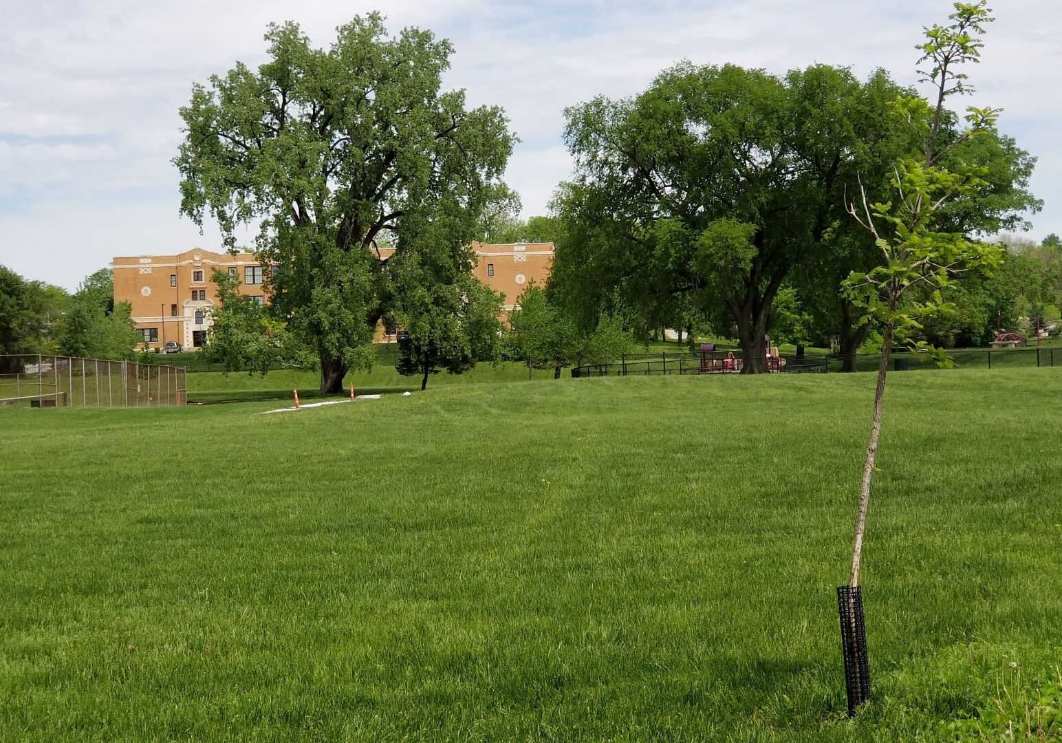 The bur oak in the foreground is one of several trees the Heartland Tree Alliance has planted at Seven Oaks Park in Kansas City, Missouri. Mature trees in the park make it a rare cool spot in the neighborhood, according to heat data collected last year by the University of Missouri-Kansas City.