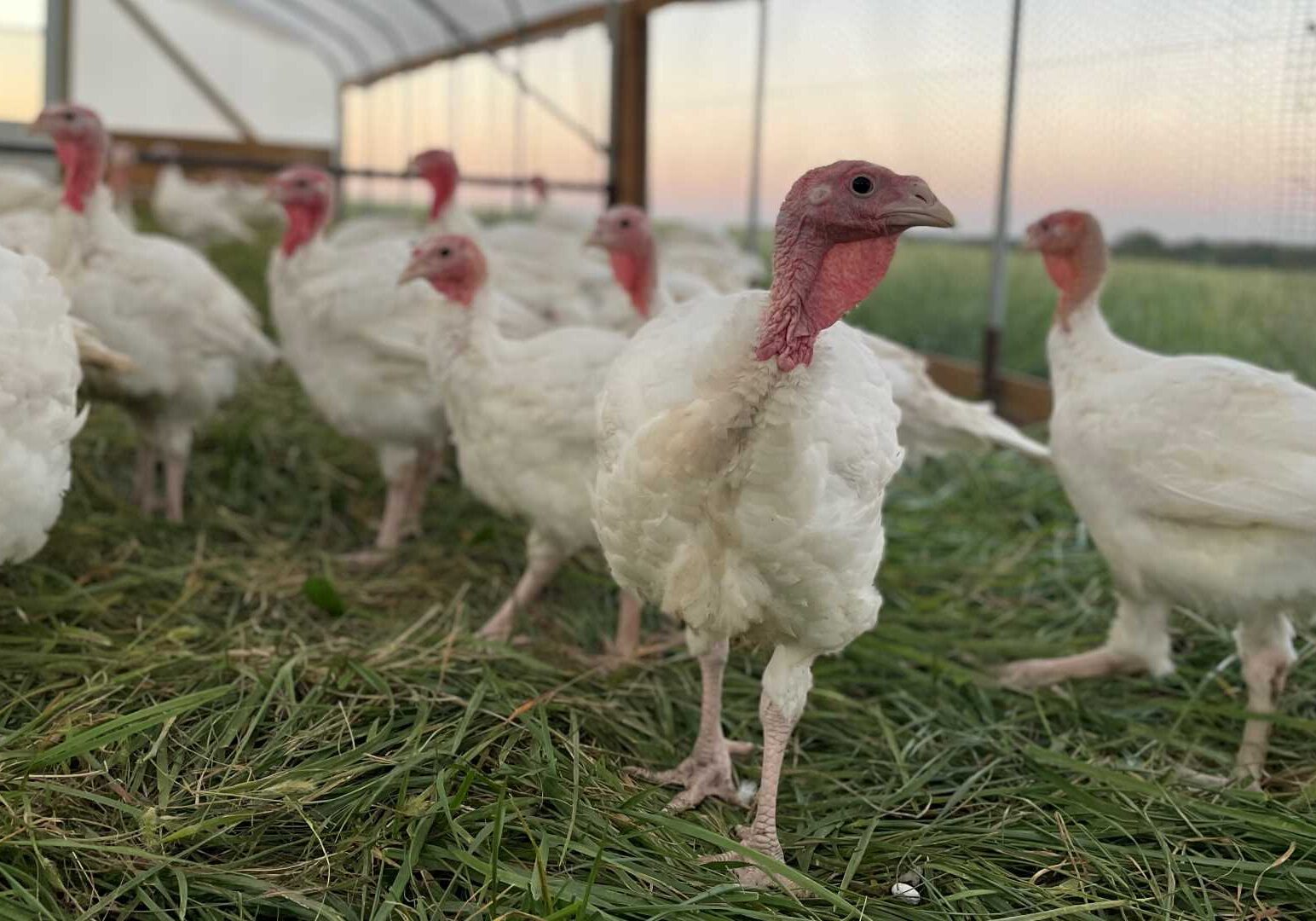 Pasture-raised turkeys at Farrar Family Farm in Adrian, Missouri.