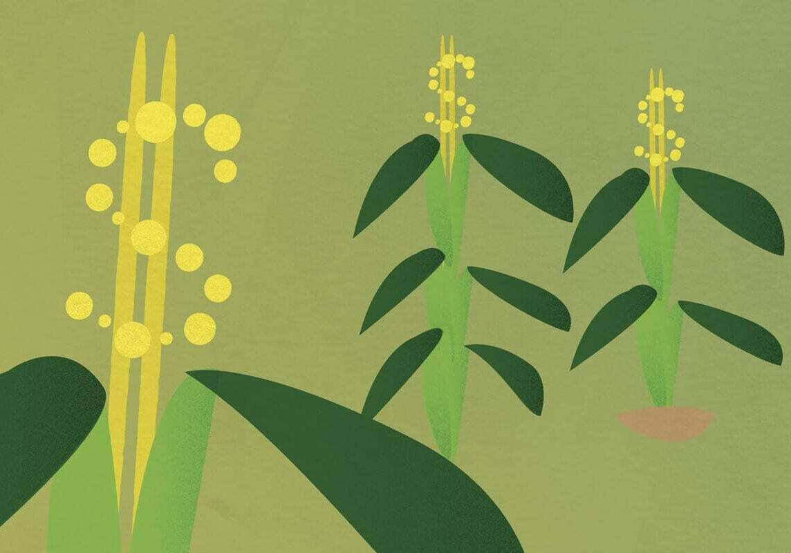 Illustration of corn field with dollar signs