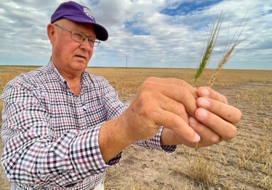 Western Kansas farmer Vance Ehmke holds two heads of wheat, one that developed in spite of the drought and one that died.