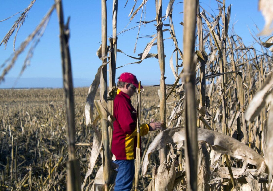 A woman stands in a corn field.
