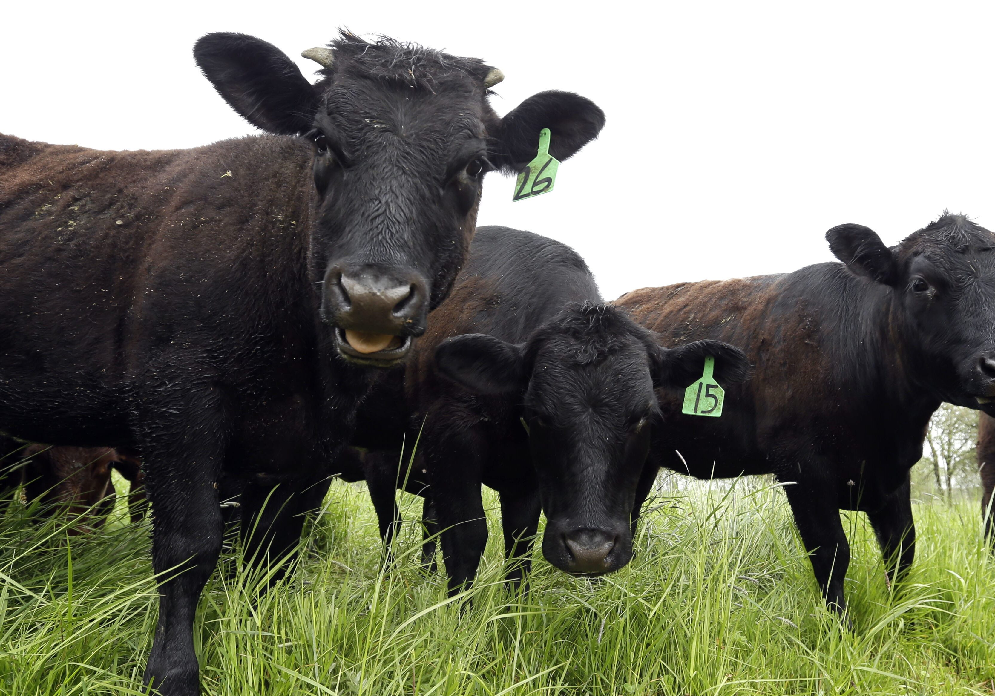 Grass-fed, antibiotic-free cattle gather at a farm in Yamhill, Ore. For the first time, government statistics show America's pigs, cattle and poultry are getting fewer antibiotic drugs.