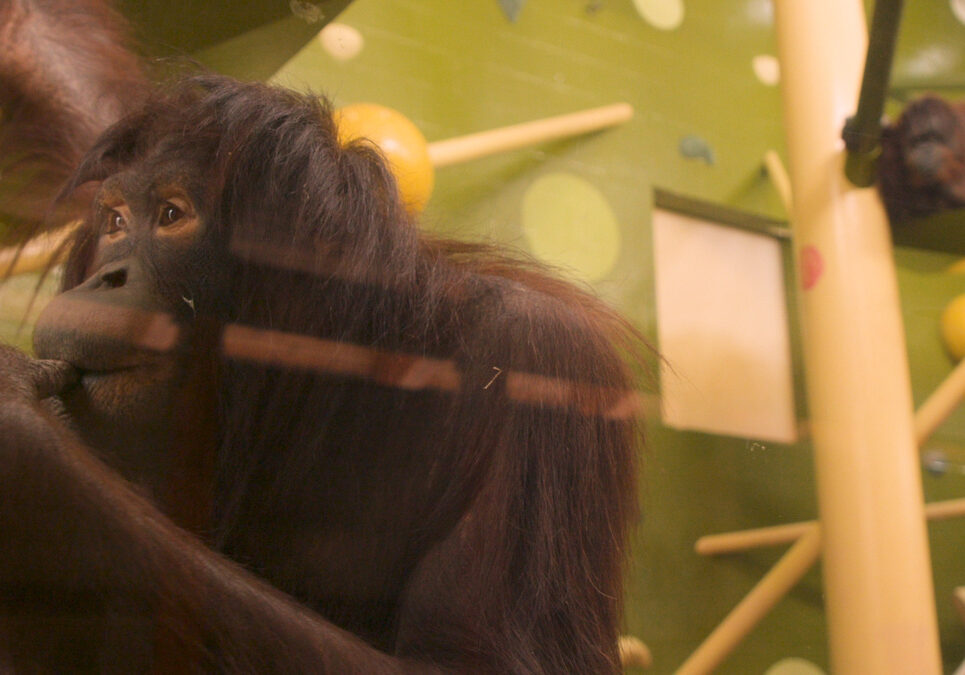 A contemplative orangutan at the Kansas City Zoo.