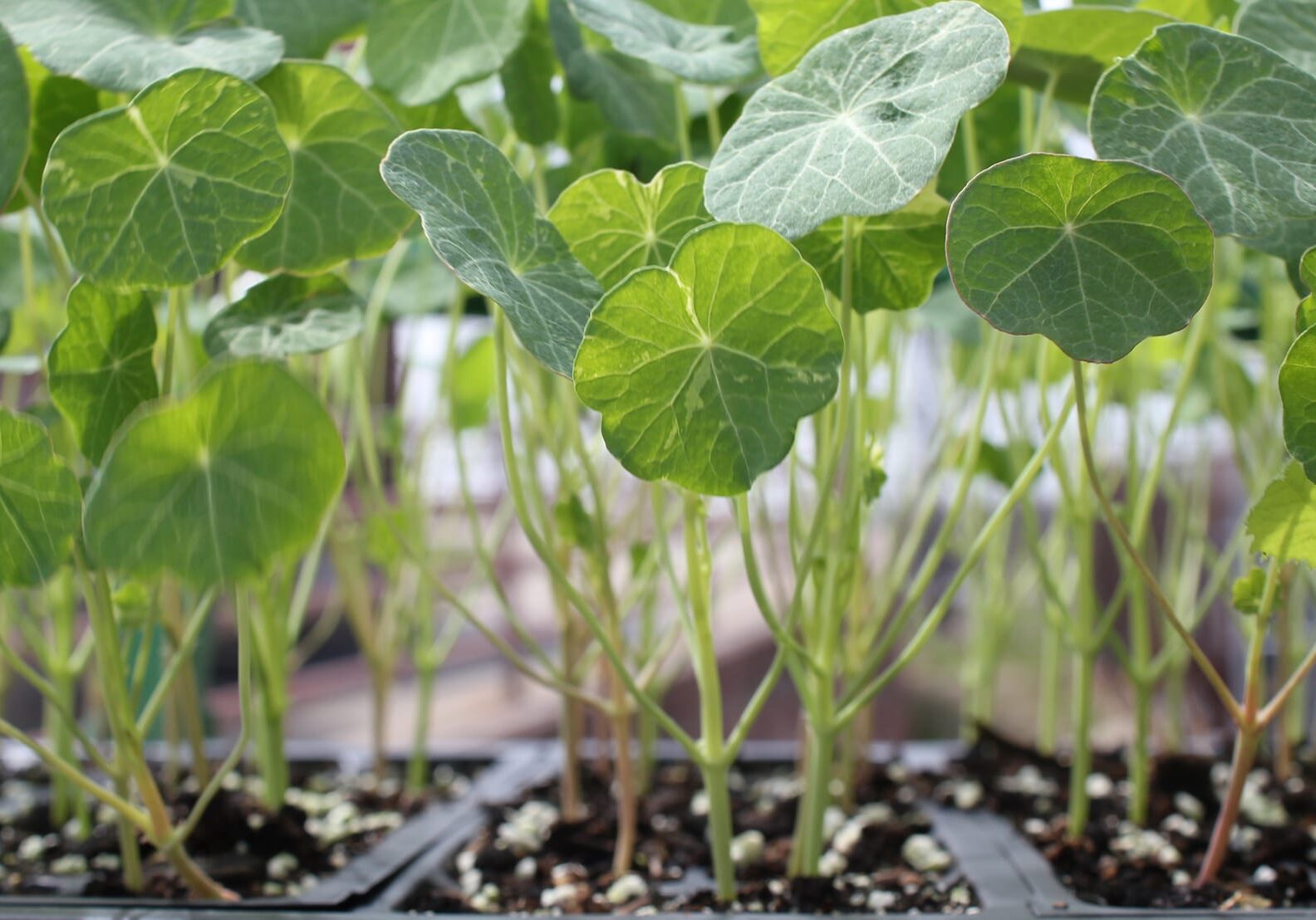 While there's still work to be done in the greenhouse at East High School, nasturtium has begun to sprout this spring.
