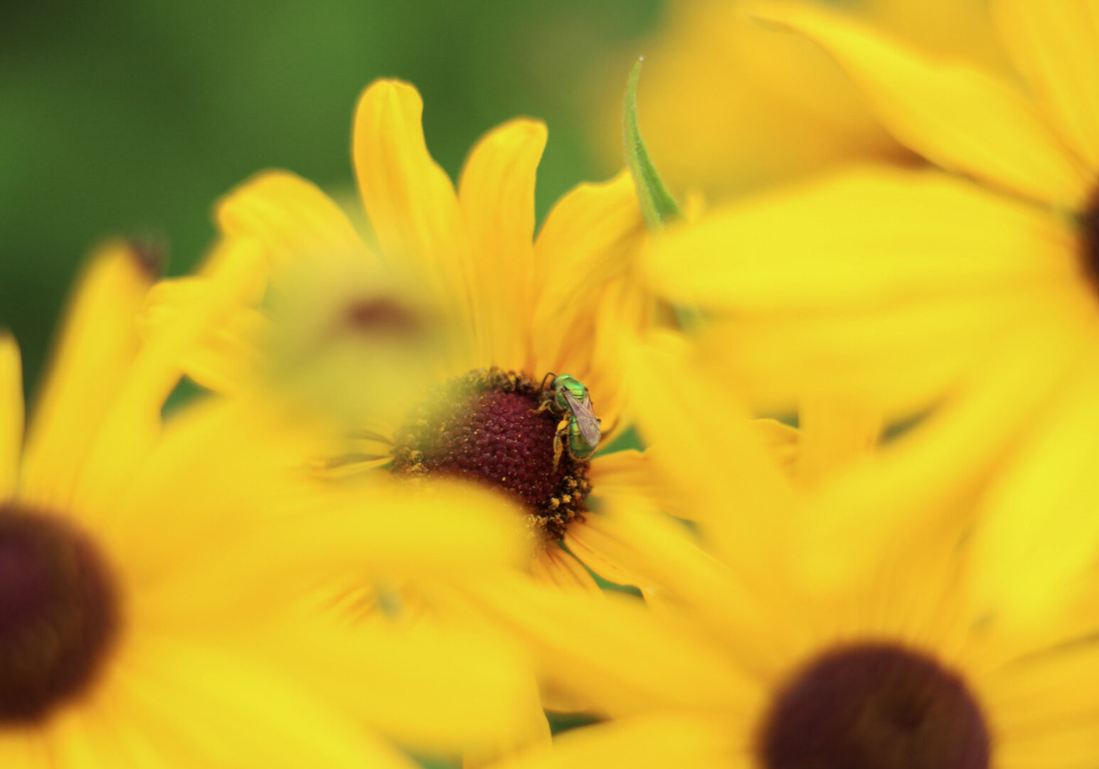 Augochlora pura, the Pure Golden Green Sweat Bee, rests on a yellow coneflower in the MU Extension Garden at Burr Oak Woods Conservation Area outside of Kansas City on July 23, 2025. The pure golden green bee can be seen pollinating flowers from April to October. (Abigail Landwehr | Flatland)