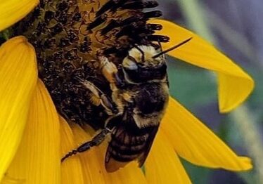 Picture of honeybee