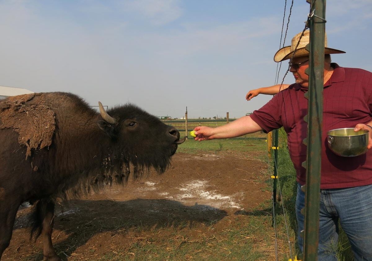 A man feeds a bison.