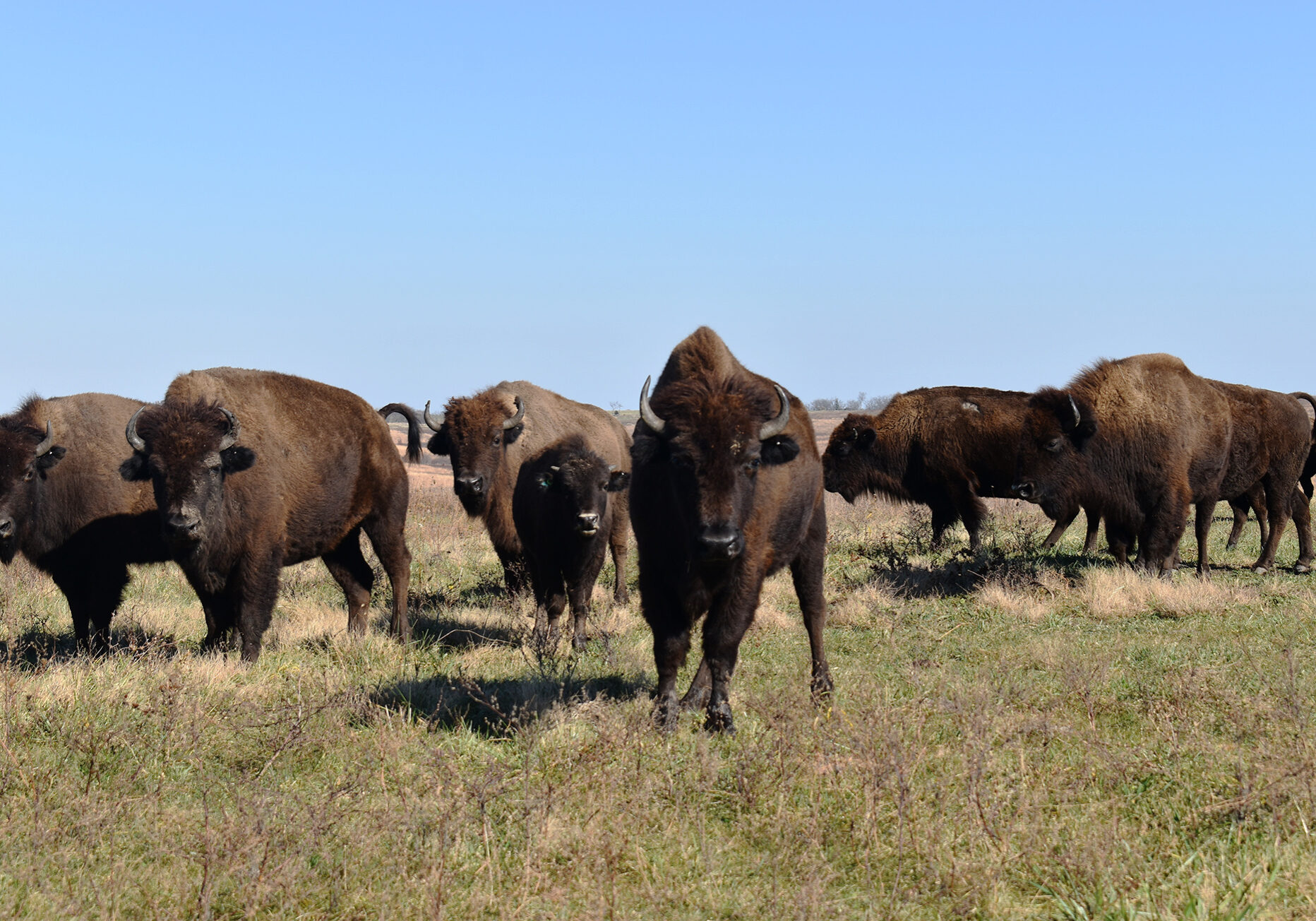 A photo of a bison herd standing atop a brown and green grass landscape. There are seven bison in the foreground, They are brown and large, with fur and horns. The sky behind them is bright blue.