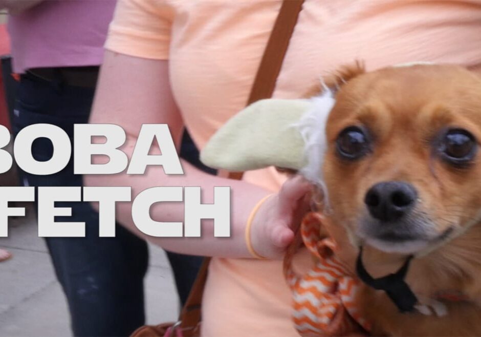 A dog with yoda ears