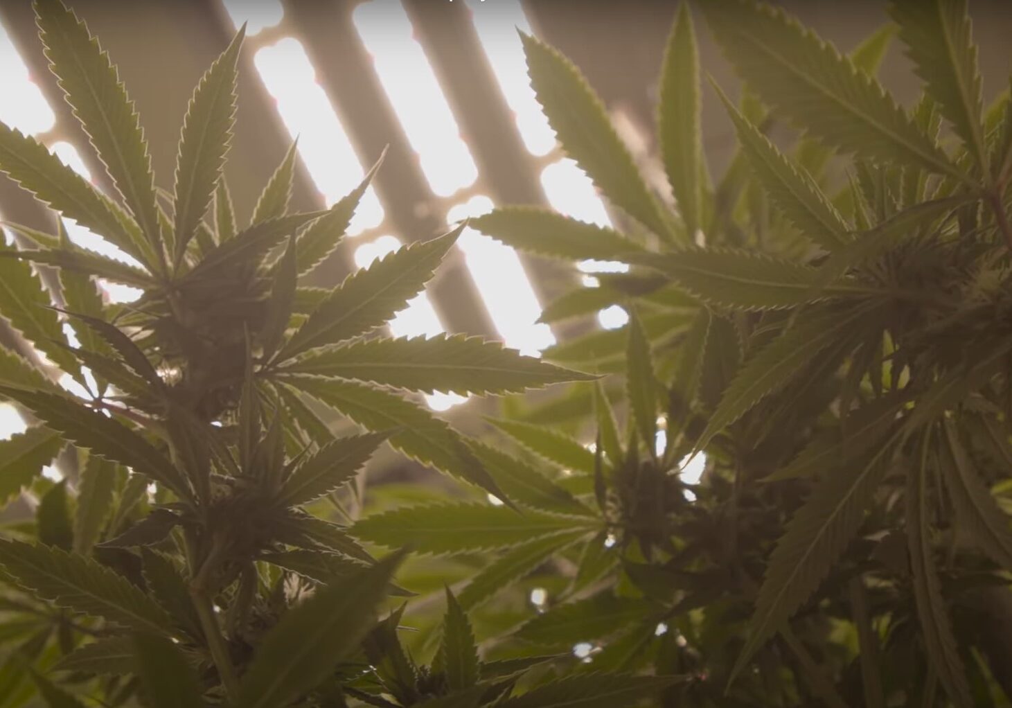 Cannabis leaves growing in an indoor facility, shot from below the plants.