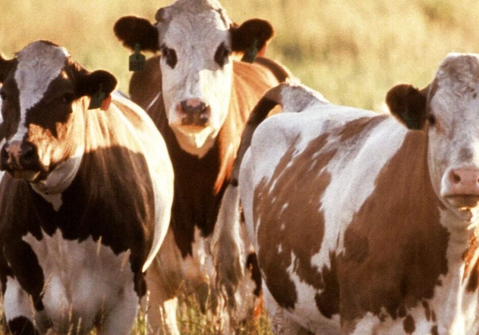 Public domain image of cattle