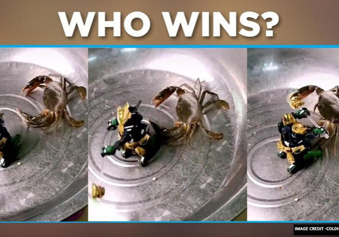 A toy robot and crab battle in a bowl