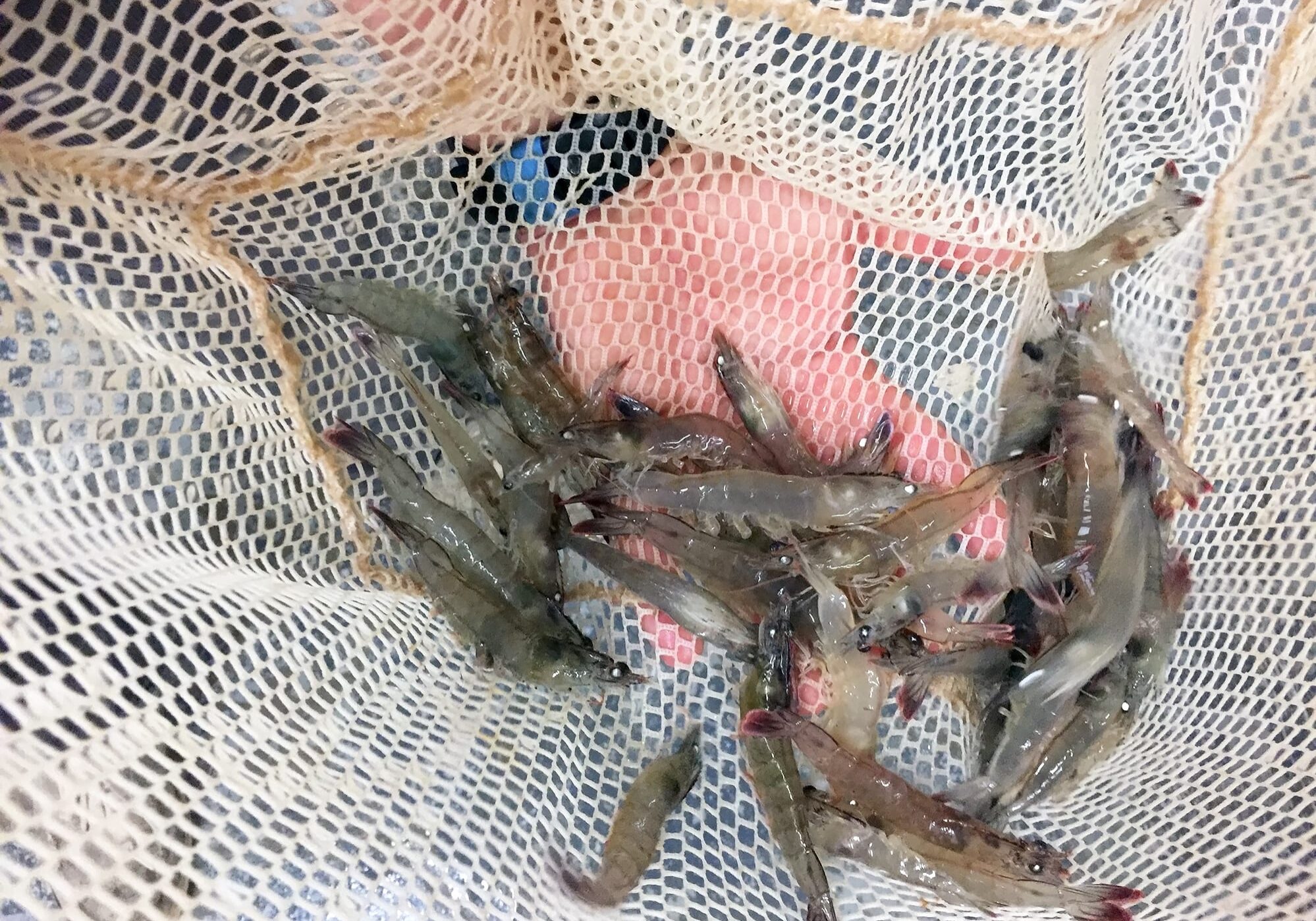Pacific white shrimp raised in Eco Shrimp Garden's indoor aqua farm in New York's Hudson Valley, which owner Jean Claude Frajmund describes as a spa for shrimp. They grow for six months before they're ready for harvest.