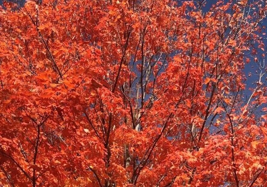 Fall colors at peak blaze.